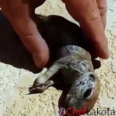 Sincabın Hayatını Kurtarıyor