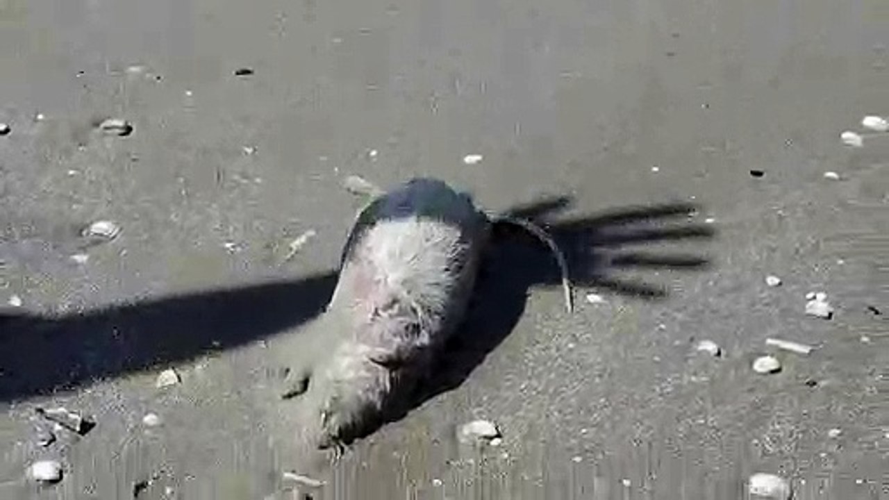 Barletta: grosso ratto di fogna sulla spiaggia di Ponente - Video Dailymotion