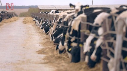 New UN Report Says Over A Million Species Face Extinction, And It Will Really Hurt Humans