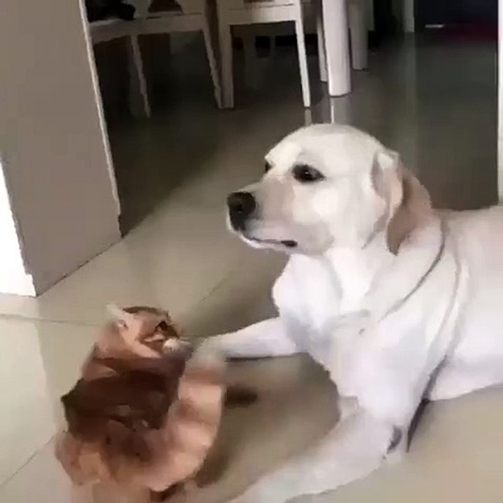 Un chat taquin ne peut pas s’empêcher de chercher ce chien. Trop drôle !