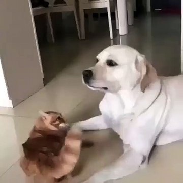 Un chat taquin ne peut pas s’empêcher de chercher ce chien. Trop drôle !