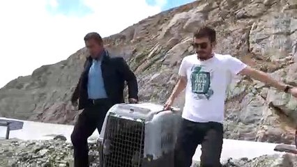 Tedavisi tamamlanan çakal doğaya salındı - HAKKARİ