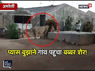 जब गाय, ब​करियों के प्याऊ में पानी पीने गांव पहुंचा बब्बर शेर, तो