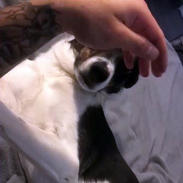 Ce chien réclame des caresses à son maître. Adorable !