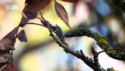 Eberesche - Vom Ahorn bis zur Zwiebel