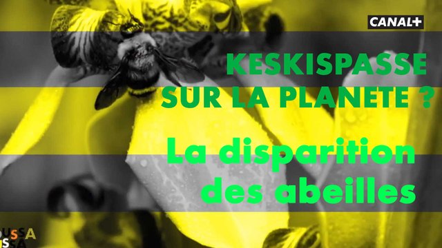 La disparition des abeilles et la biodiversité avec Keskispasse sur la planète dans Toussa Toussa