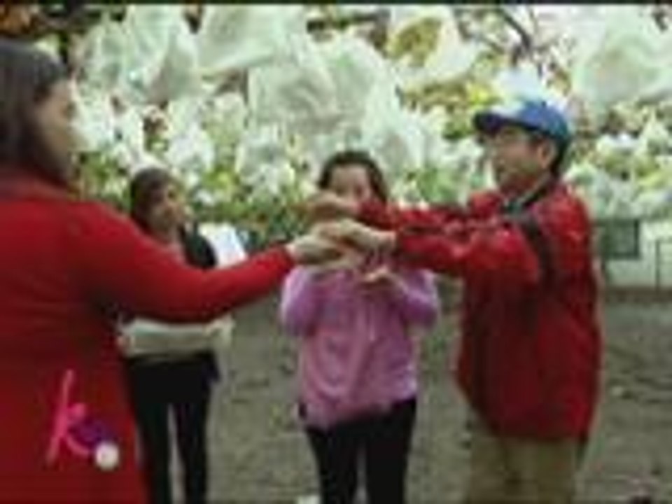 Kris goes grape-picking