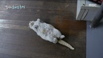 [NATURE]a cat who lives in a badminton court,MBC 다큐스페셜 20190506