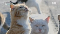 [NATURE] A cat lives in a parking lot,MBC 다큐스페셜 20190506