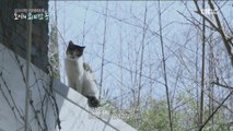 [NATURE] build a shelter for cats,MBC 다큐스페셜 20190506