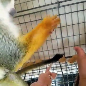 Ce bebe singe fait tout pour avoir du pain de singe. Trop marrant !