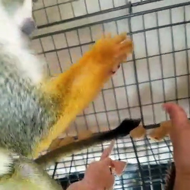 Ce bebe singe fait tout pour avoir du pain de singe. Trop marrant !