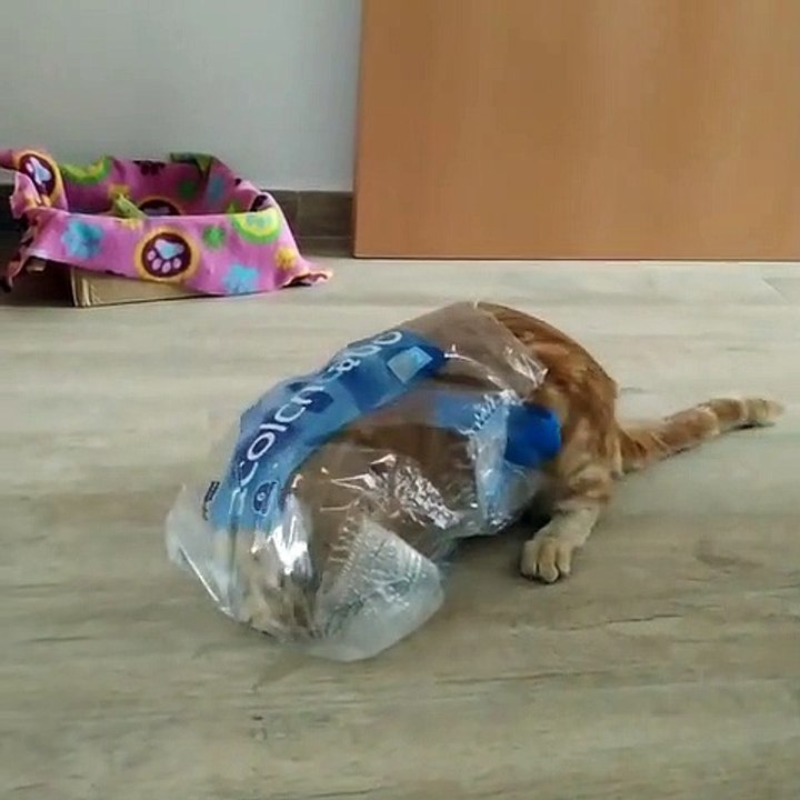 Lorsqu’un chat adore jouer avec les sachets de croquettes vides. Adorable !
