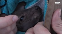 ニット帽の中ですくすく…カンガルーの赤ちゃん