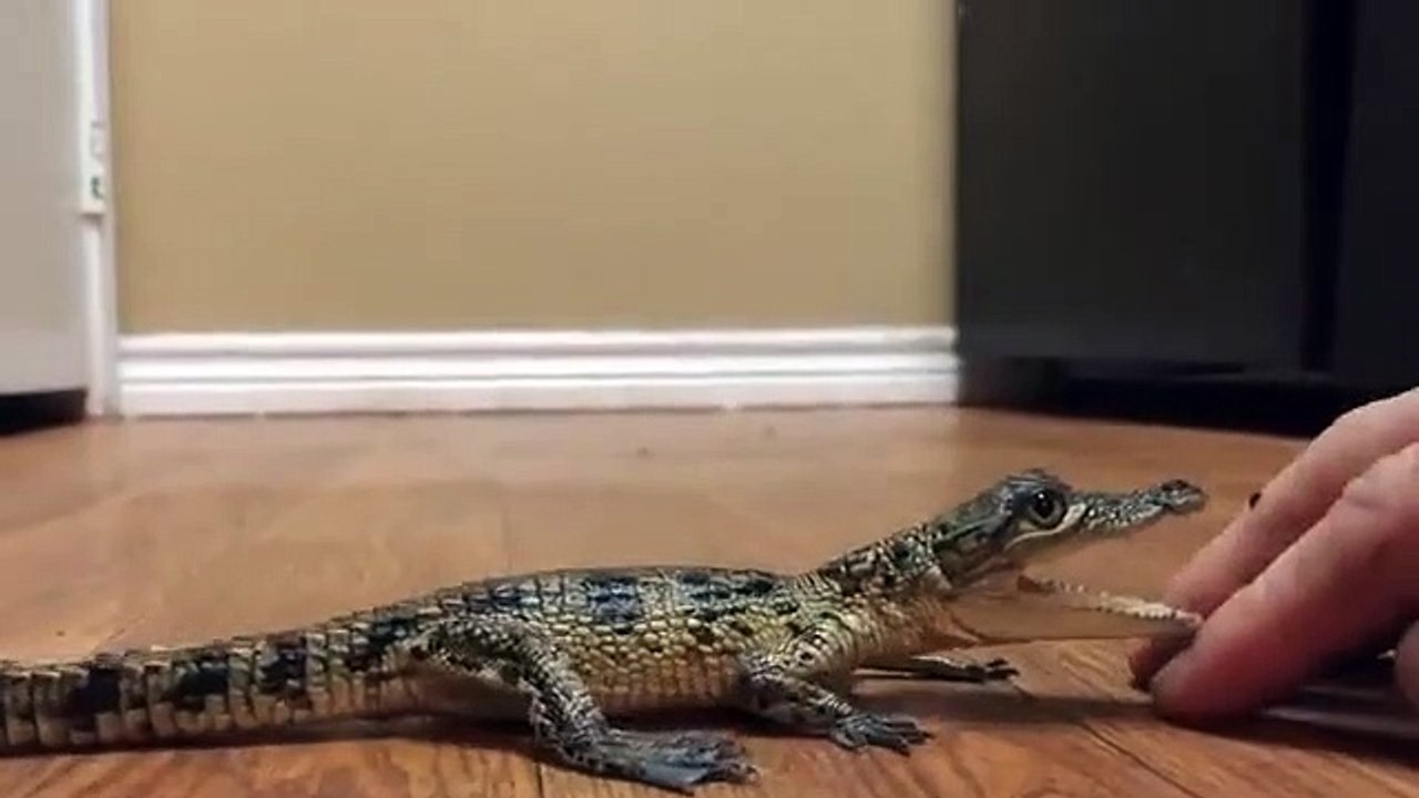 Ce bébé crocodile n'aime pas les calins... Attention les doigts