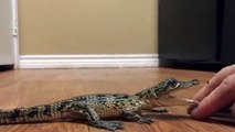 Ce bébé crocodile n'aime pas les calins... Attention les doigts