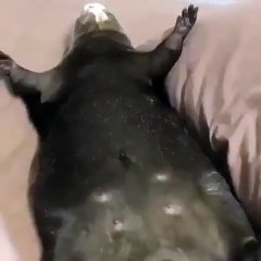 Cette loutre n'aime pas beaucoup les chatouilles. Adorable !!