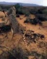 Admirez ces majestueux guépard d'Afrique. Magnifique !