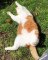 Quand un chat prend un bon bain de soleil. A mourir de rire !!