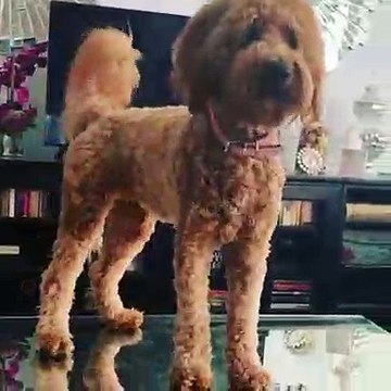 Quand un adorable chien touffu veut qu'on lui allume la télé. Trop chou !