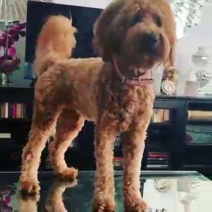 Quand un adorable chien touffu veut qu'on lui allume la télé. Trop chou !