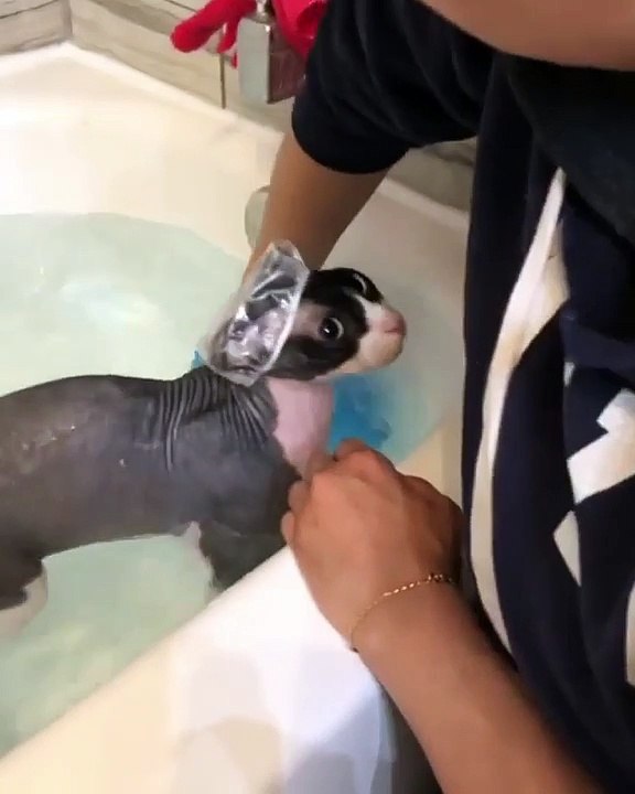 Ce Chat Sphynx a une drôle de façon de prendre sa douche. Regardez !