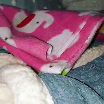 Quand un petit hérisson rejoint sa maman sous la couette pour la réveiller. Mignon !