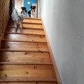 Cette chèvre adore monter les escaliers pour aller jouer avec des chiens. Incroyable !