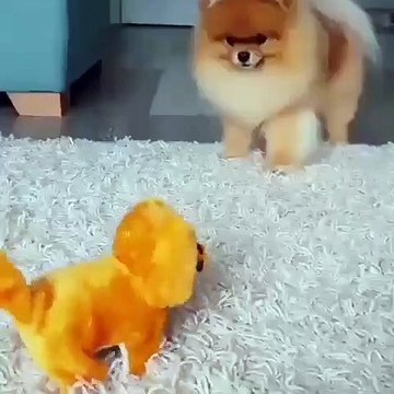 La réaction de cette chienne qui voit un chiot électronique pour la première fois va vous plier de rire !