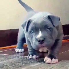 La splendeur de ce chiot va vous couper le souffle. Amdirez !