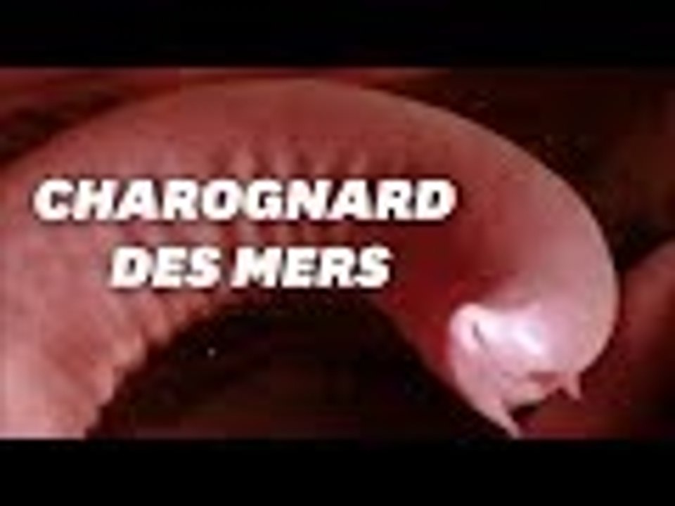 Ces espèces moches sont menacées, merci d'y faire autant attention qu'aux pandas