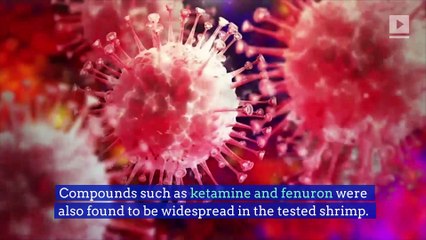 U.K. Study Finds Cocaine Contaminated Shrimp