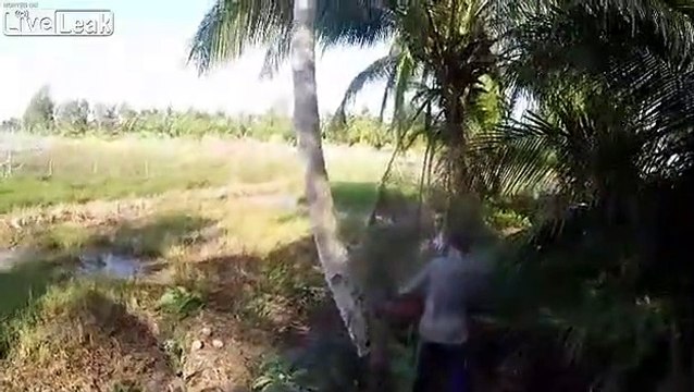 Assommé par l'arbre, ce bucheron n'a vraiment pas de chance !