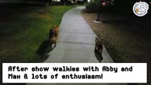 After show walkies with Abby and Max and lots of enthusiasm!