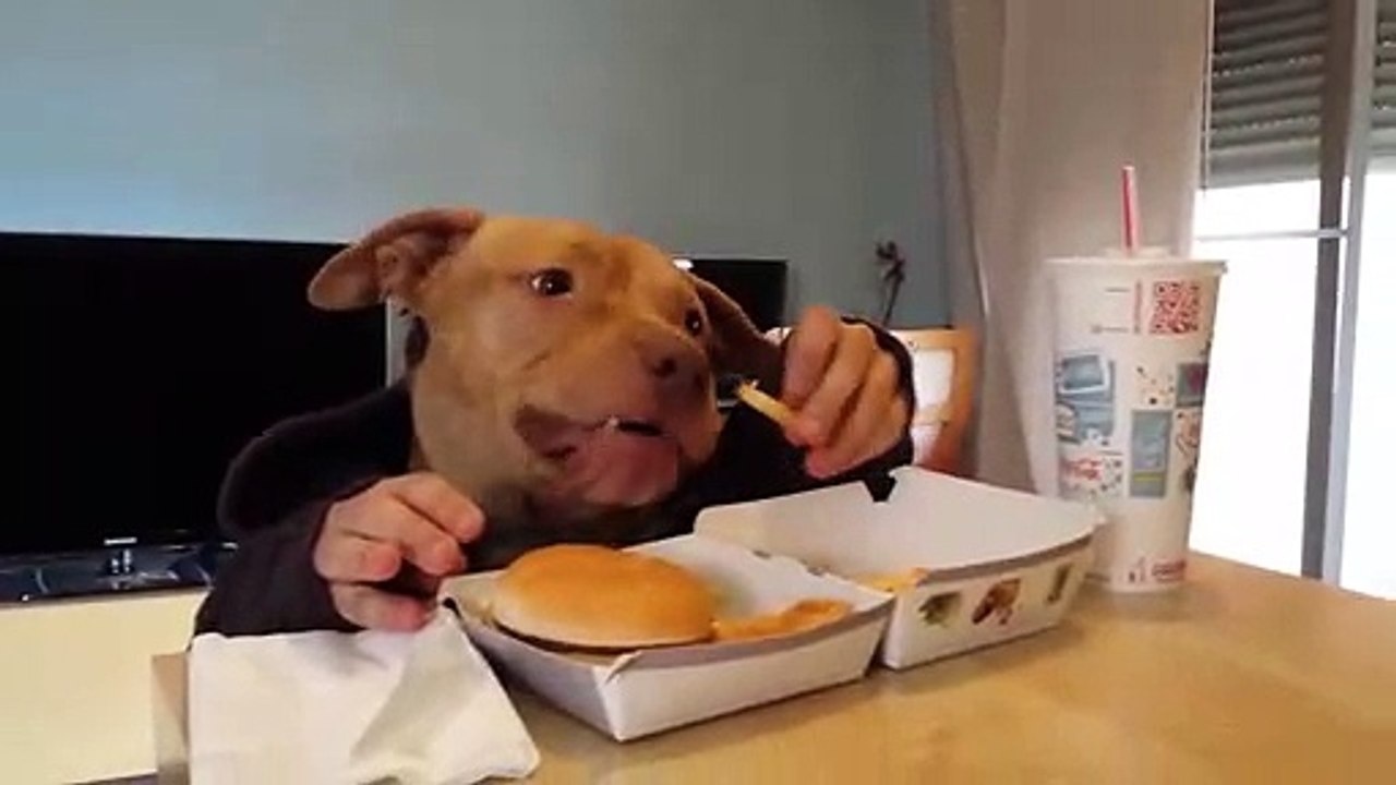 INCREDIBLE DOG EATING LIKE A HUMAN ﻿﻿
