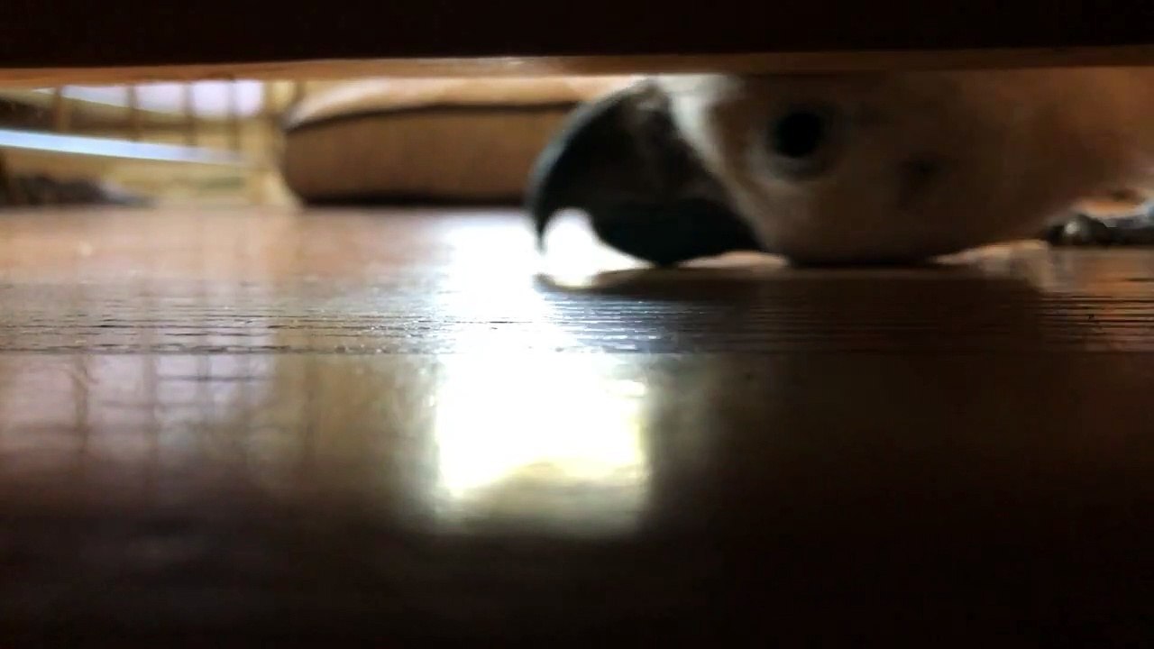 Peek-a-Boo with a Cockatoo