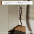Un énorme cobra  tente de rentrer dans une maison en Malaisie...