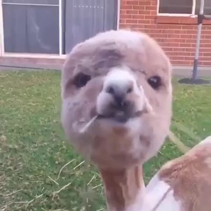Voici l'animal le plus adorable du monde : bébé alpaga