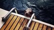 Un bébé lion de mer blessé vient demander de l'aide à un bateau de touriste en Californie