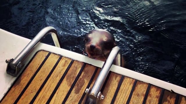 Un bébé lion de mer blessé vient demander de l'aide à un bateau de touriste en Californie