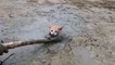 Il sauve un pauvre chaton piégé dans une marre de boue