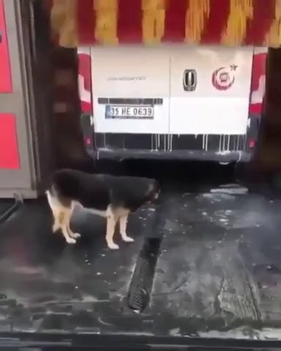Ce chien attend son tour au lave-auto... Petites gratouilles gratuites