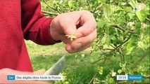 Gel : des pertes de récoltes pour les agriculteurs français
