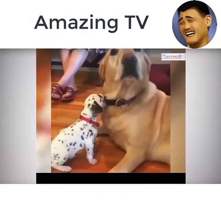 "It smells strange" the best interesting animals, dogs, cat happenings, videos of failure