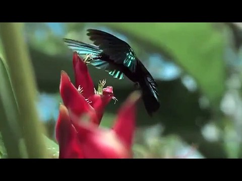 movimientos ecologistas