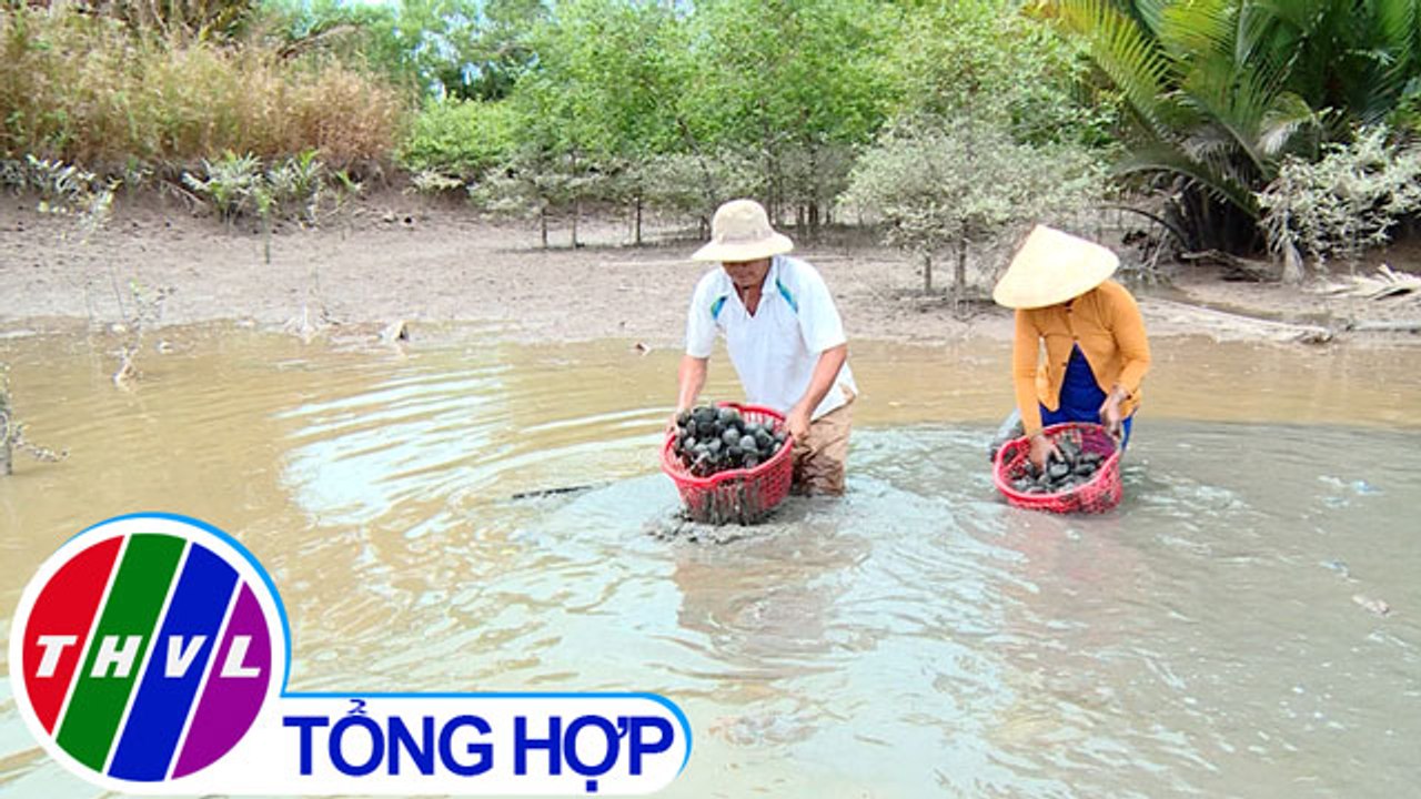 THVL | Nông nghiệp bền vững: Sinh kế bền vững cho vùng ven biển Trà Vinh