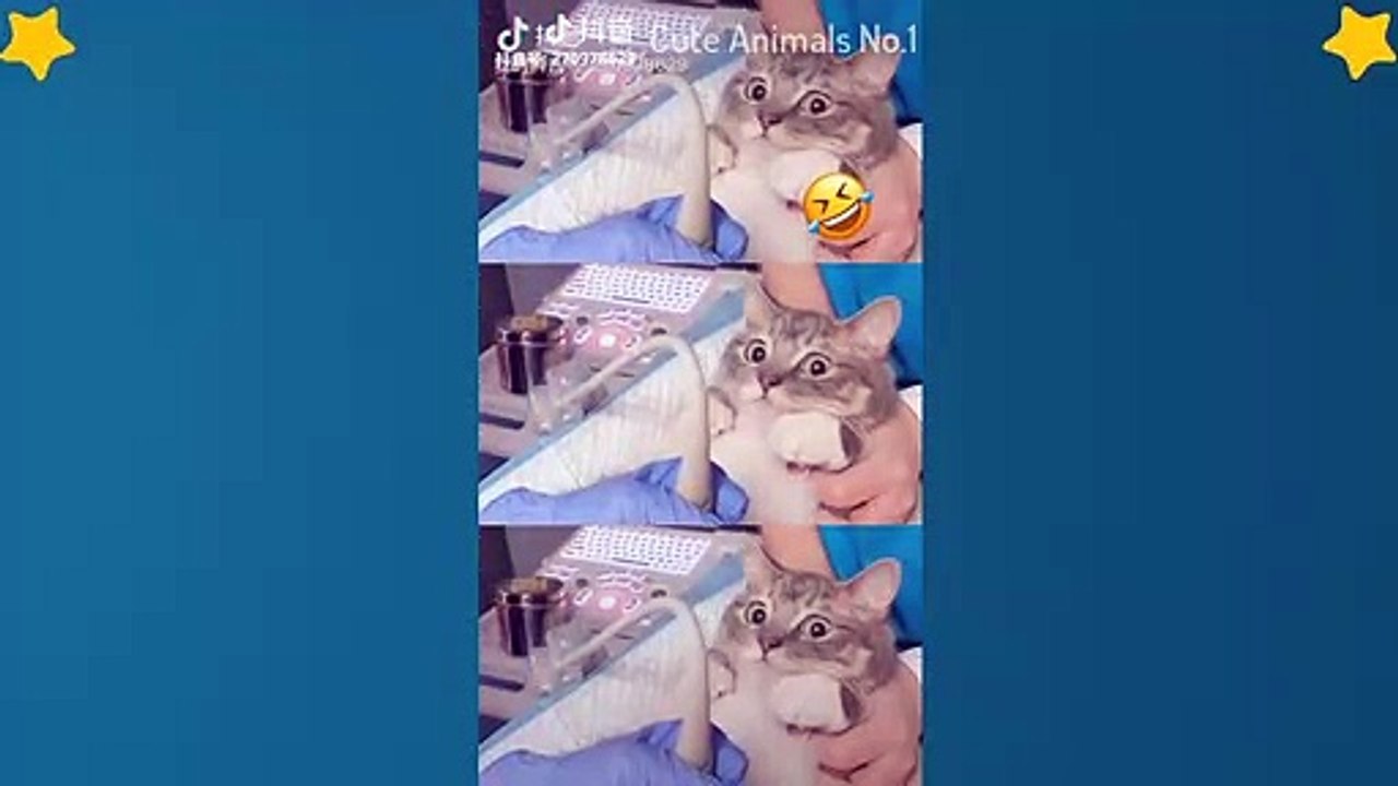 Cute Cats Videos Compilation Cute Moment Of The Cats – Cutest – Funniest Animals! #10