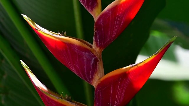 Un millón de especies están amenazadas de extinción