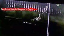 Viral.. ! Buronan Maling Angsa tertangkap CCTV #2