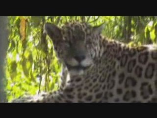 La Guyane et sa faune